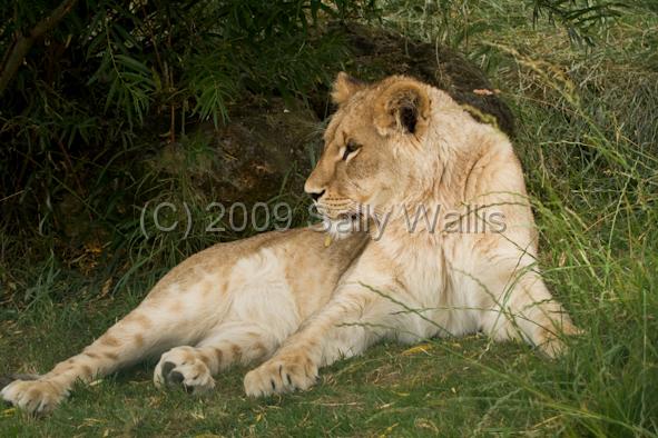 lioness in grass.jpg - Lioness lying, relaxed, in grass